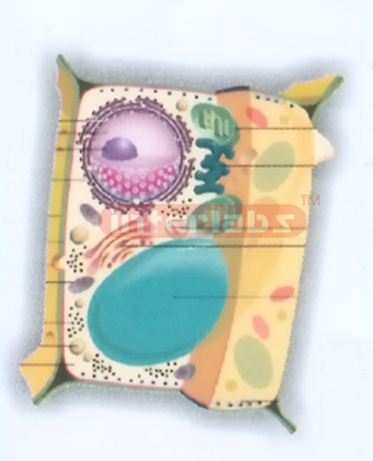 PLANT CELL MODEL